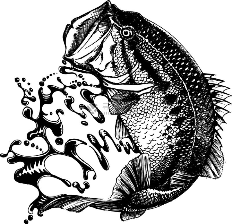 黑色矢量鲈鱼模板