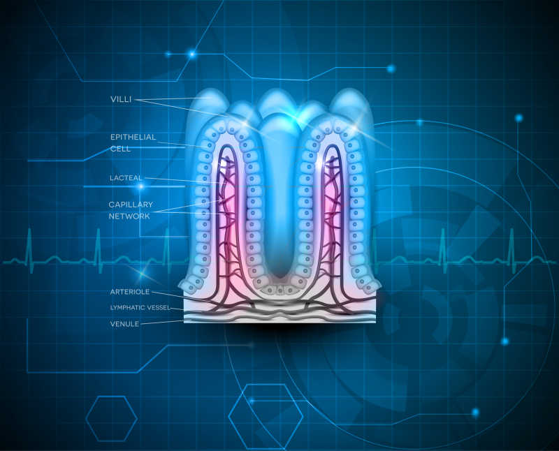 小肠绒毛解剖矢量插图图片 技术背景下的小肠绒毛解剖矢量插图素材 高清图片 摄影照片 寻图免费打包下载