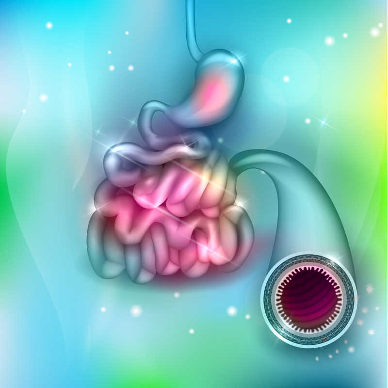 抽象的淡蓝色网状背景下的小肠和胃矢量插图