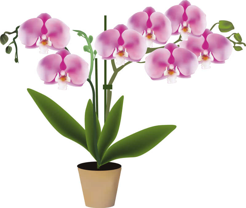粉色的兰花矢量插画