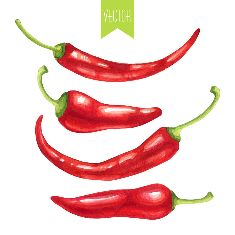 红辣椒的矢量水彩手绘