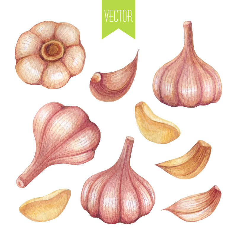 大蒜矢量水彩手绘