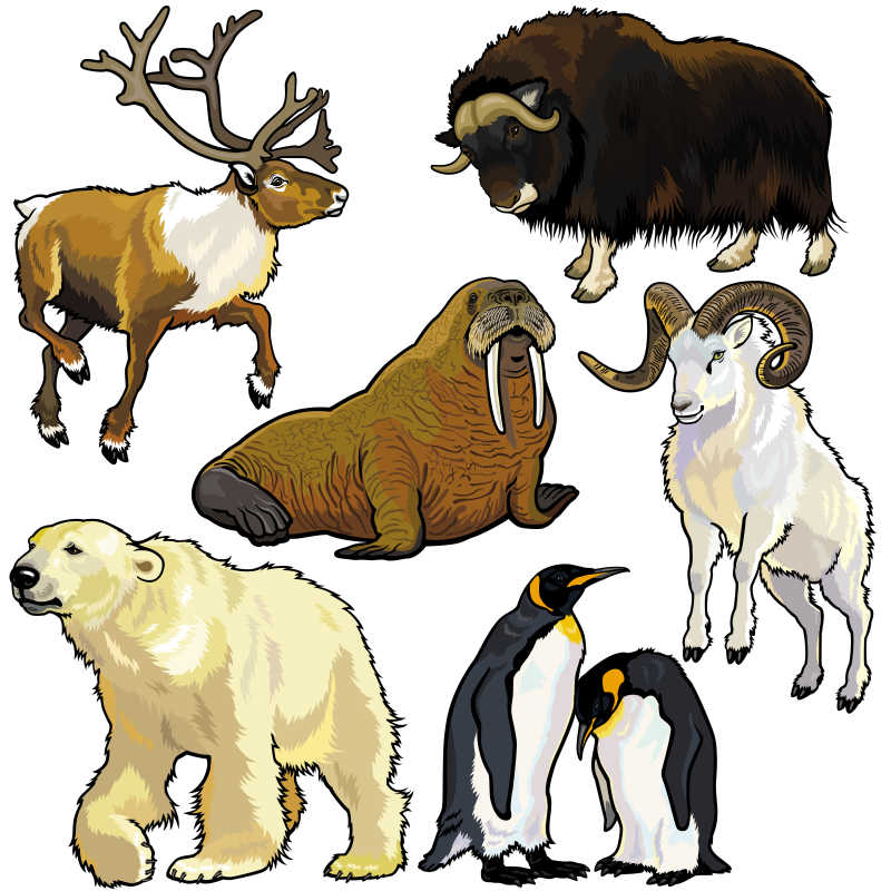 北极动物矢量卡通插图