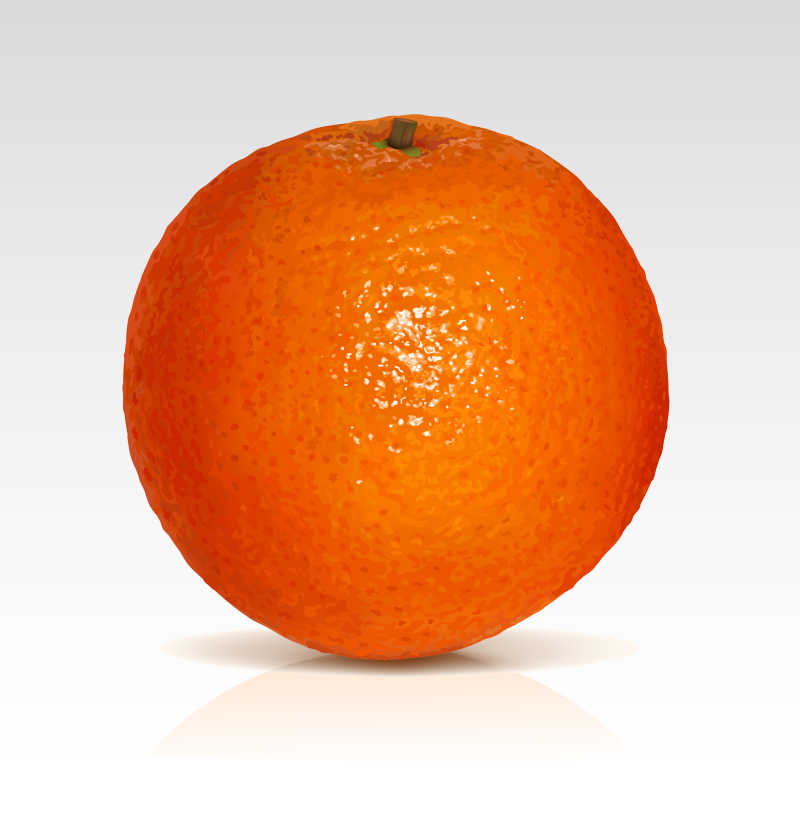 矢量的新鲜橙子