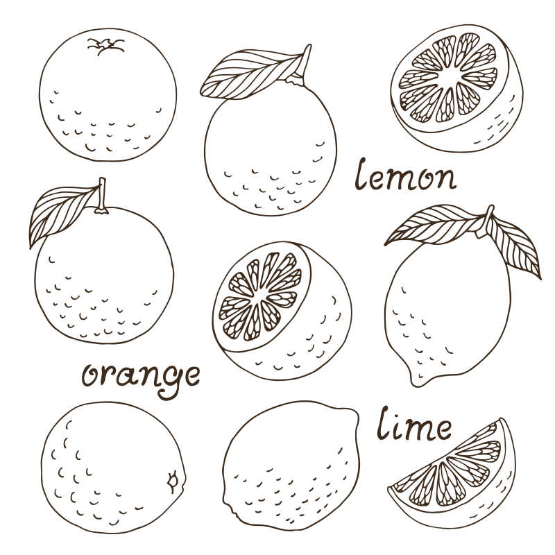矢量柑橘类水果的手绘图案插图