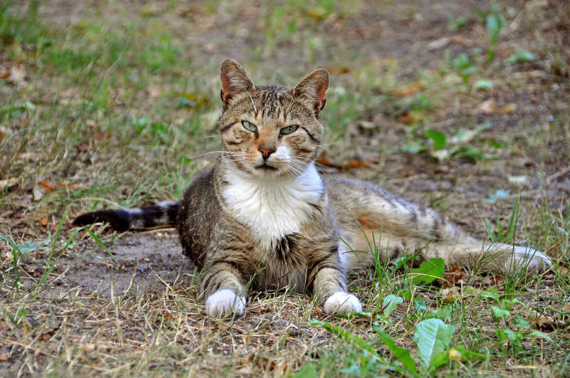趴在地上的猫咪