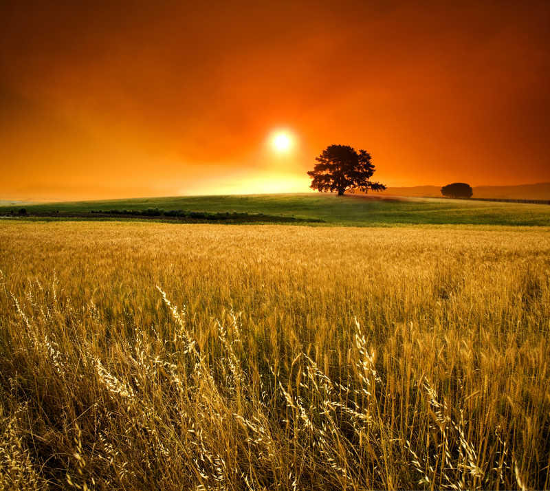 黄昏下的金色田野