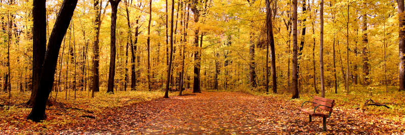 秋季里美丽的林间小路