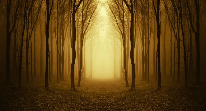 充满烟雾的秋天森林