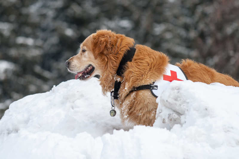 雪崩中的救援犬正在行动