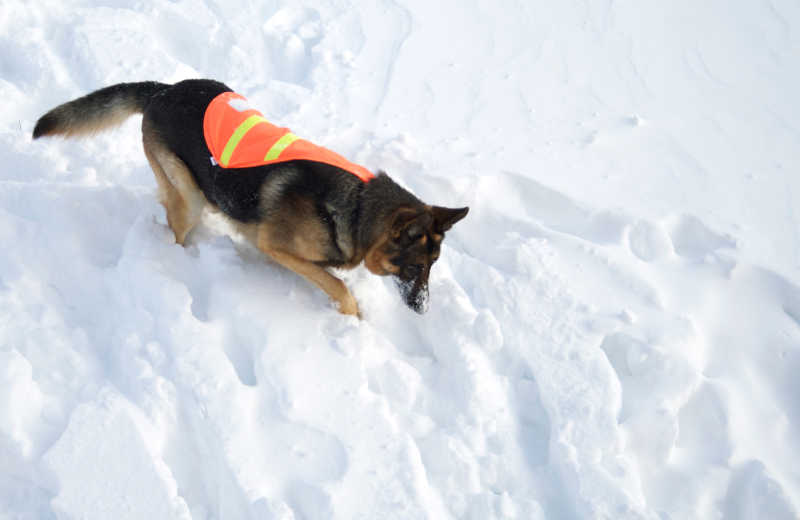 雪崩中的救援犬