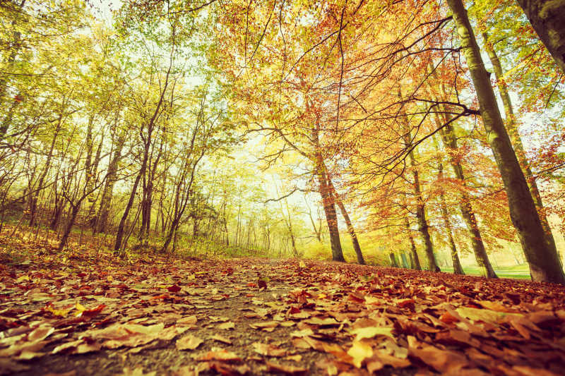 森林里的秋天金黄的树叶