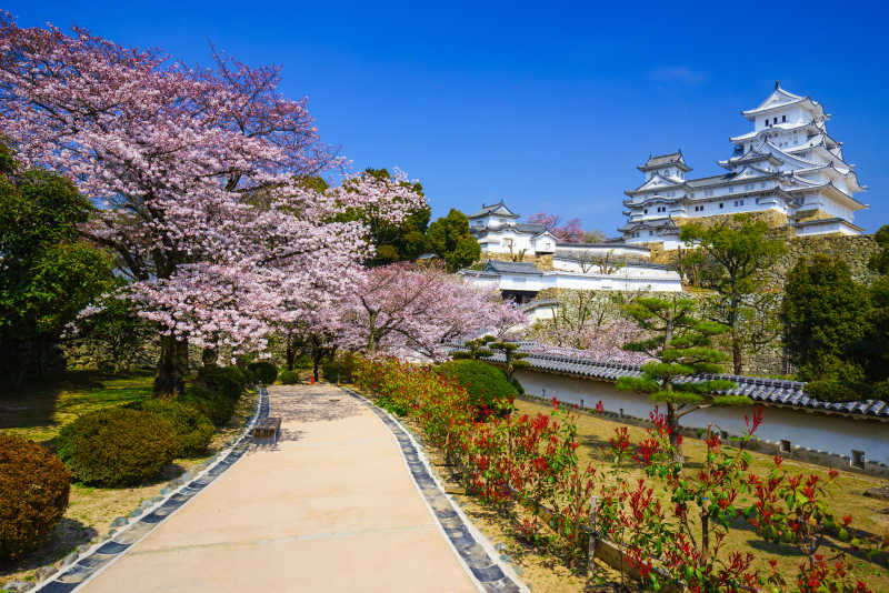 日本樱花城堡春季樱花风景