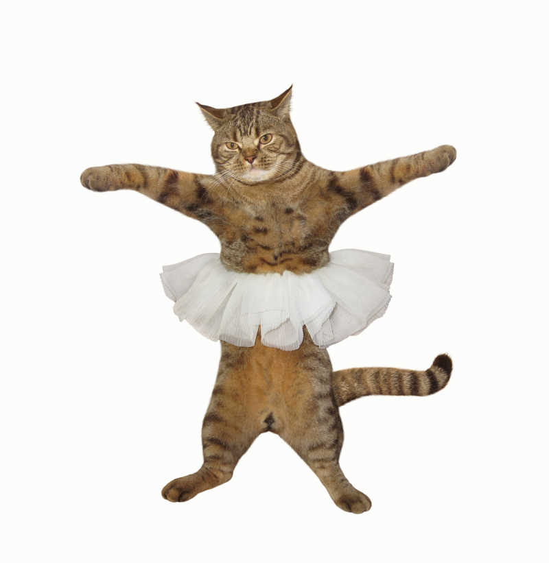 埃及猫跳舞表情包图片