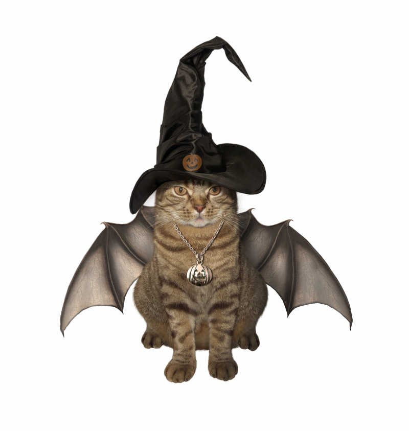 白色背景下戴着巫婆帽子背着蝙蝠翅膀的猫