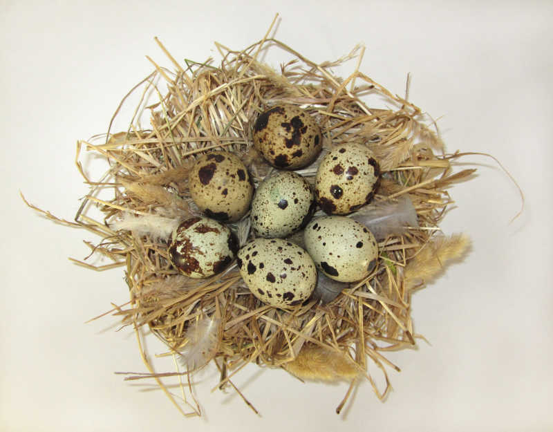 带蛋的鸟巢