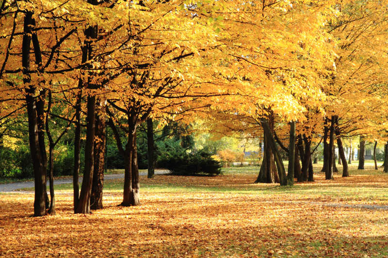 秋天黄色的树林和地上的落叶