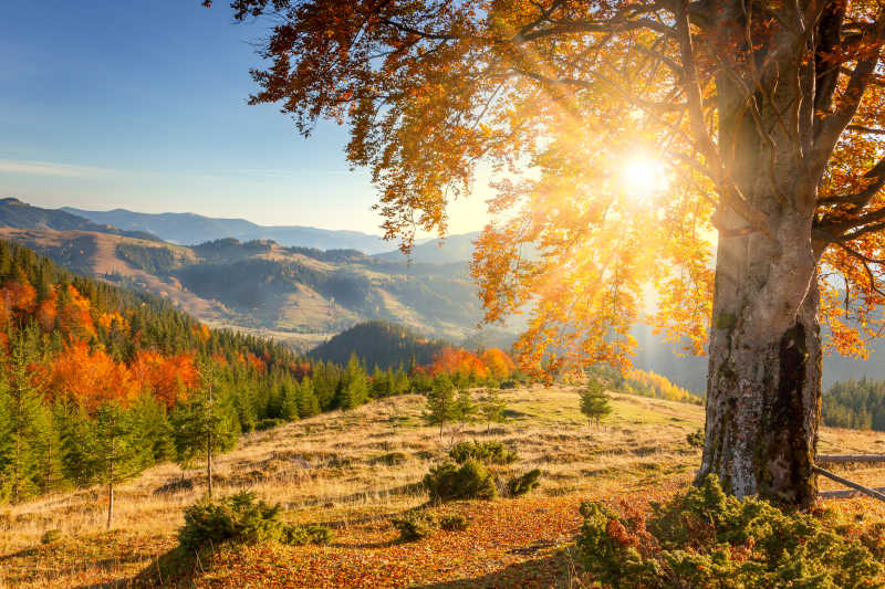 蓝天下有阳光的全删背景下清晨黄色的老树旁有秋天的风景