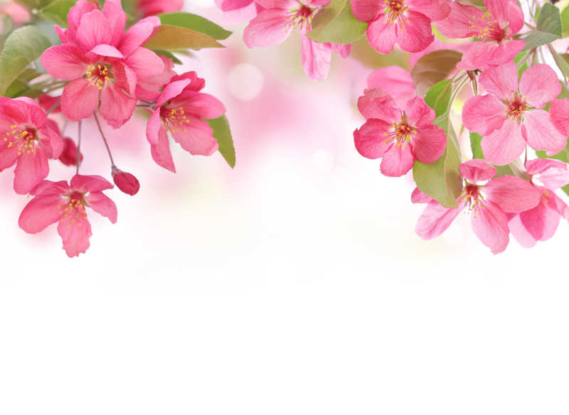 粉色的花朵