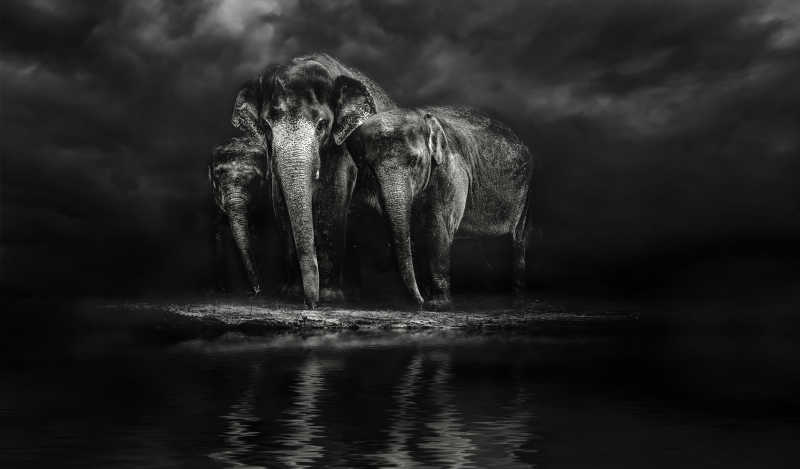 深色环境里的大象在浇水
