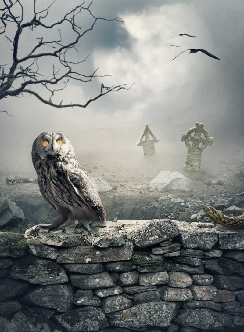 昏暗的墓地围墙上的猫头鹰和蜥蜴
