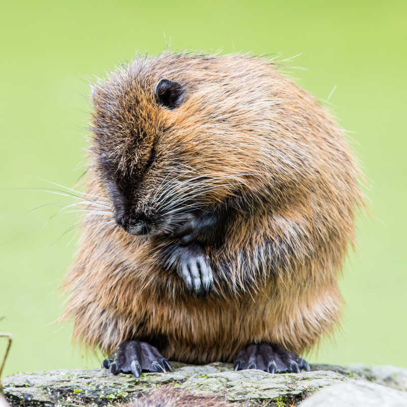 绿色背景前的海狸鼠