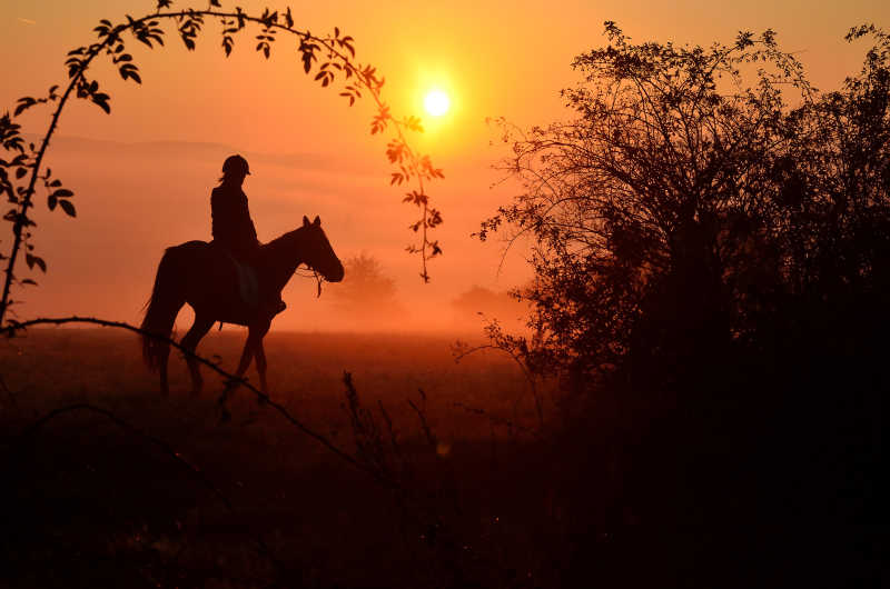 奔向夕陽的馬