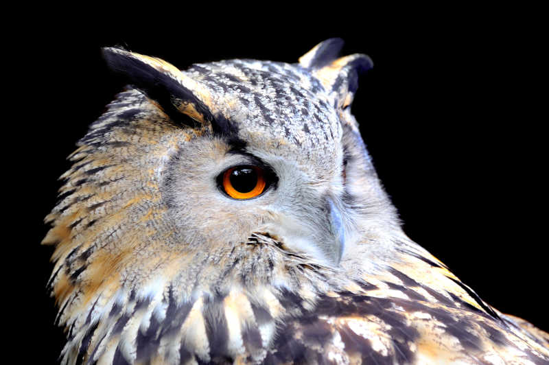 黑色背景上的一只猫头鹰