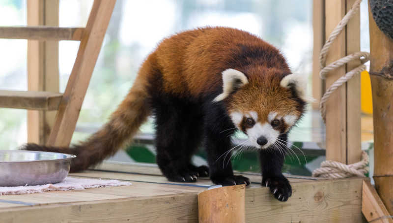 动物园里的浣熊