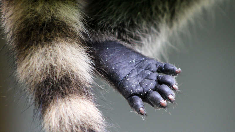 浣熊的小爪子特写