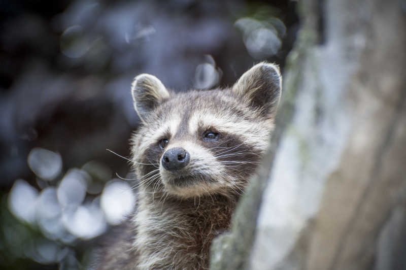 树上可爱至极的小浣熊