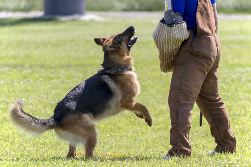 德国牧羊犬训练口令图片