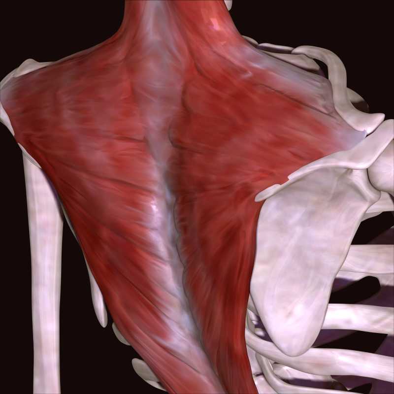 黑色背景下的骨骼身体部位