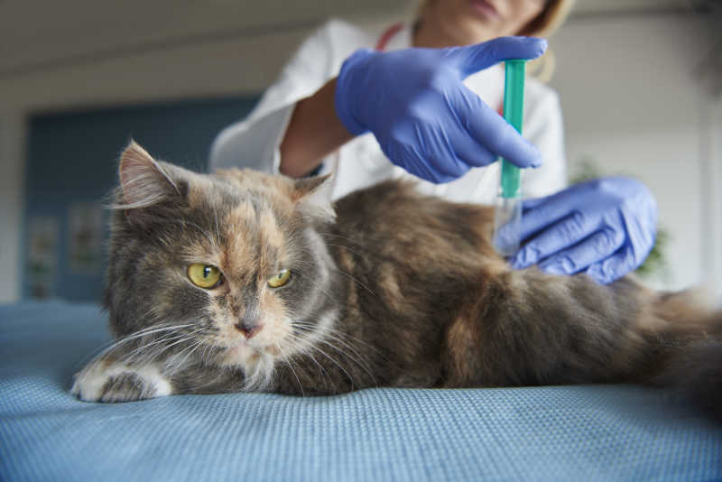 兽医正在给猫注射液体