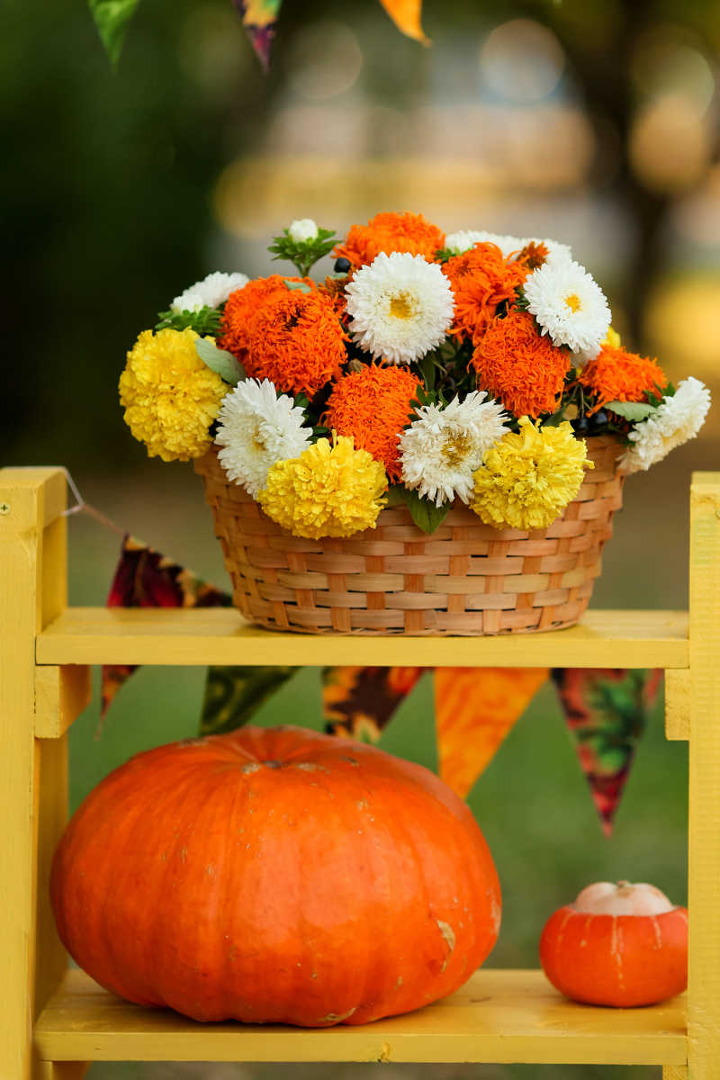 七彩的花与南瓜