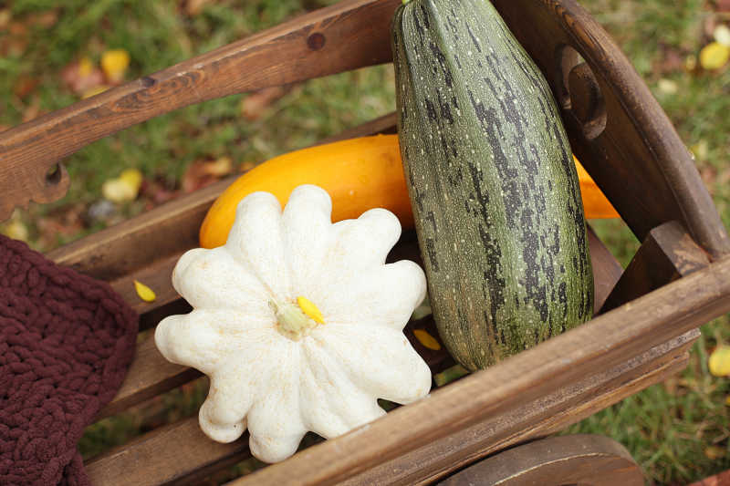 西葫芦与白色的花