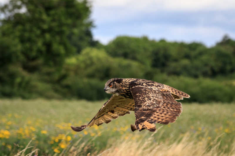 飞行猫头鹰