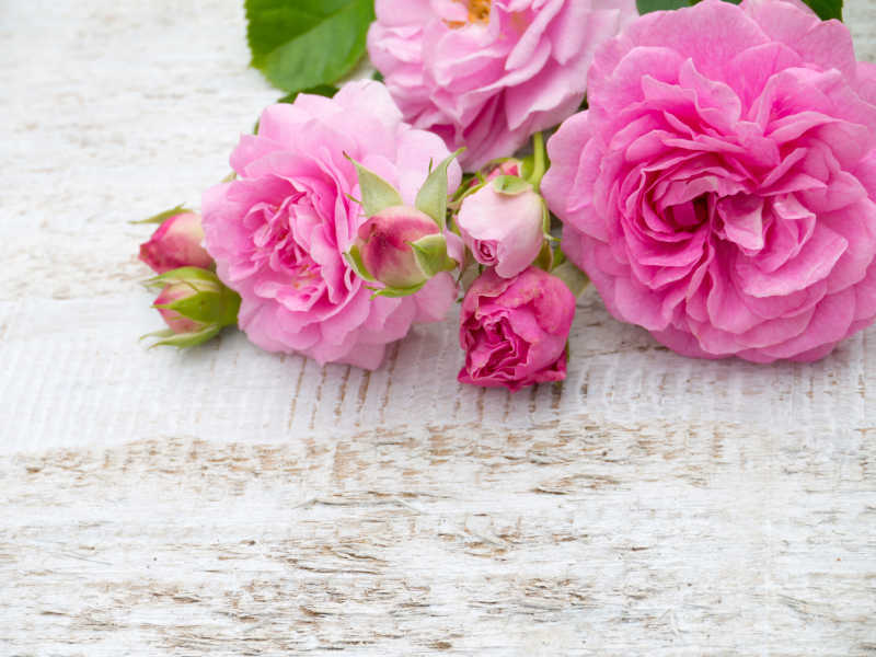 木桌上的粉红玫瑰和花骨朵