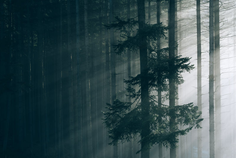 阳光照射下的杉木林