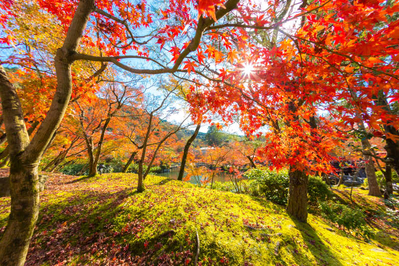 秋季户外枫叶树木