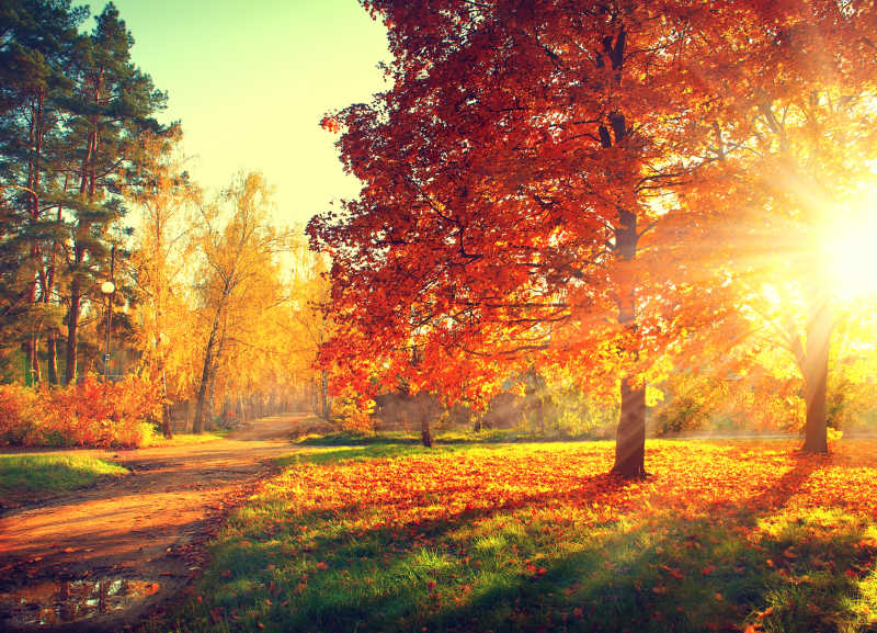秋季公园美丽枫叶树风景