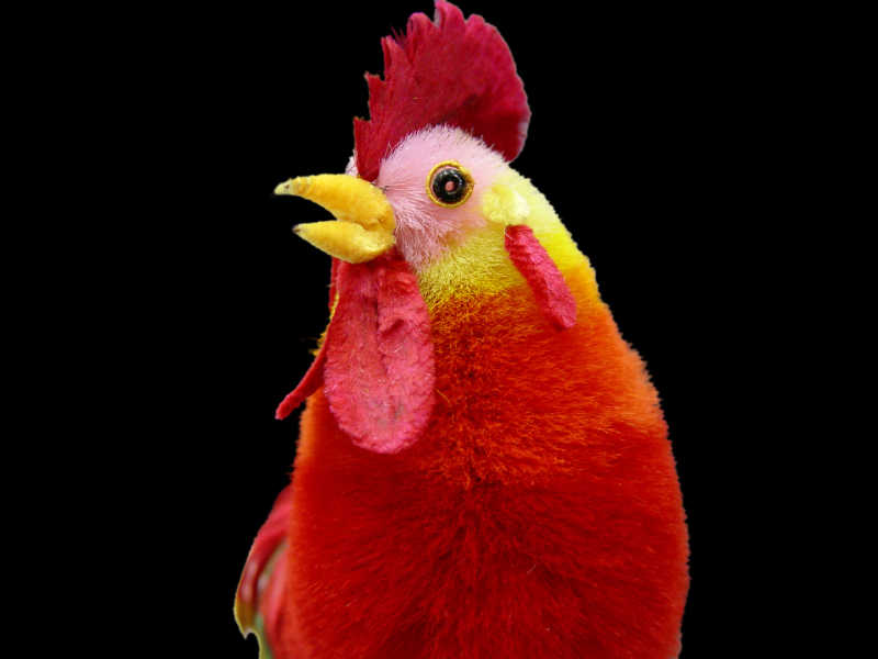 黑色背景下的玩具公鸡