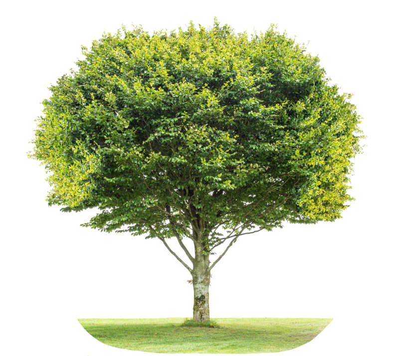 白色背景下的绿色椴树