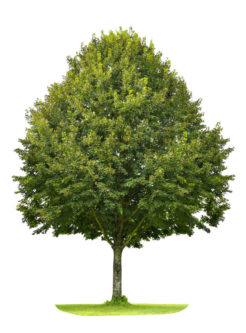 孤立白背景下的单树