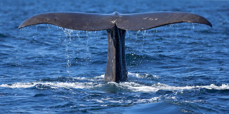 蓝色大海上的鲸鱼尾巴