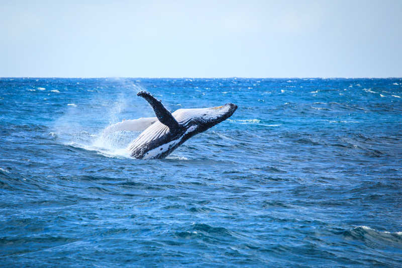 蓝色大海上跃出水面的抹香鲸鱼