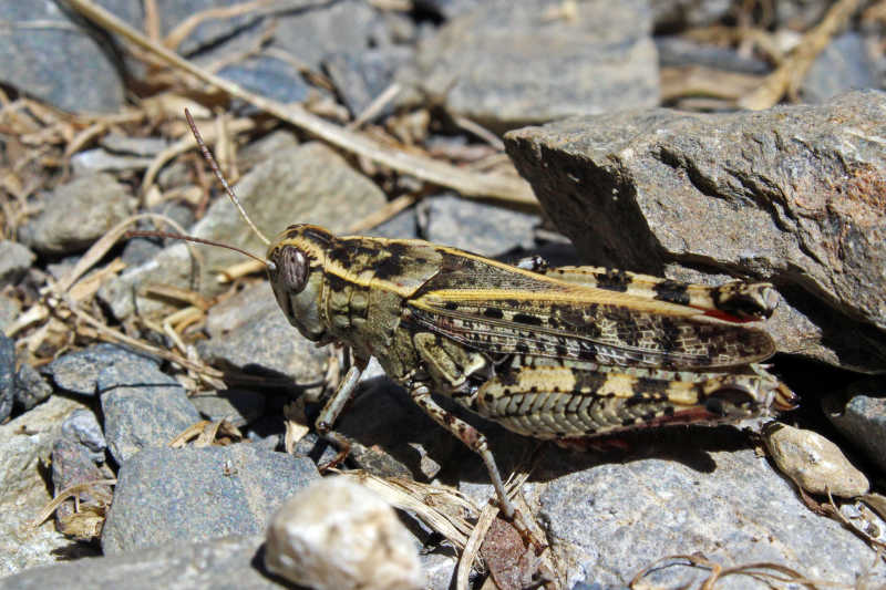 碎石块上的蝗虫