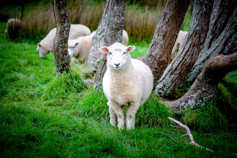 白色背景下三只山羊的画像图片id: 114583 一起看向远方的可爱的绵羊
