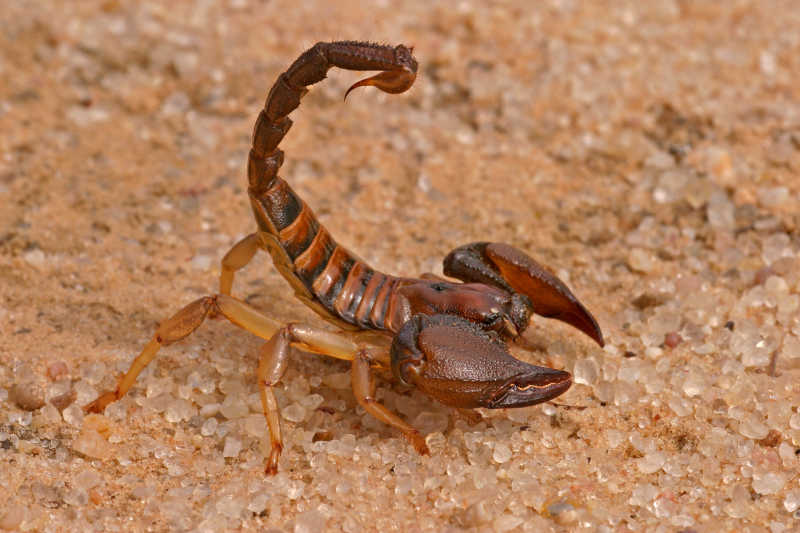 黄色土地上举起尾刺的黄色蝎子