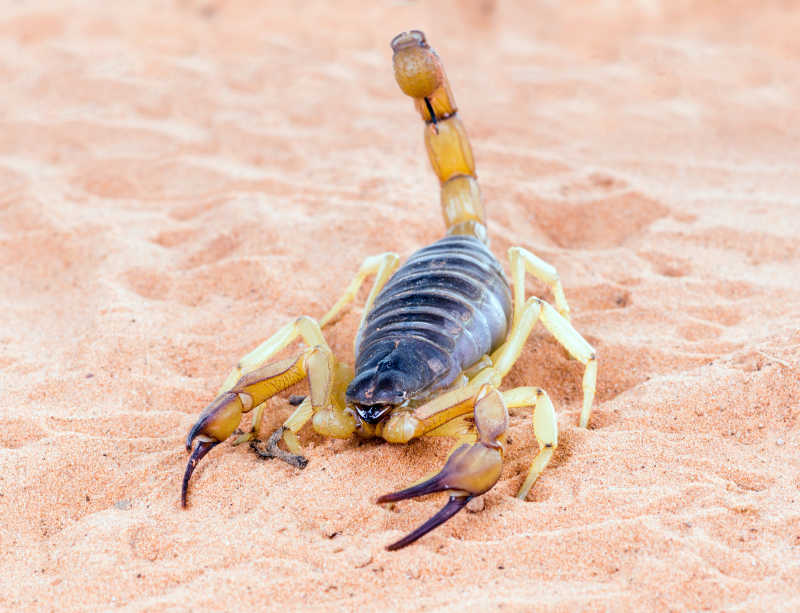 沙漠里的黄色的蝎子